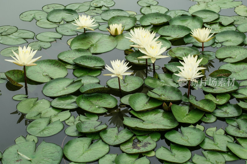 北京国家植物园睡莲