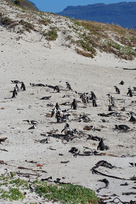 南非博尔德斯海滩Boulders Beach，非洲企鹅