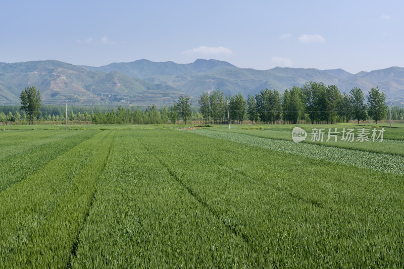 春天绿色麦田农田航拍乡村振兴风景