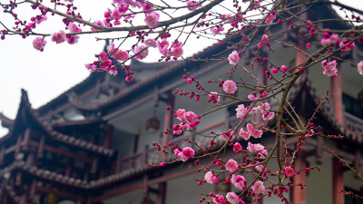 梅园腊梅花花卉花朵