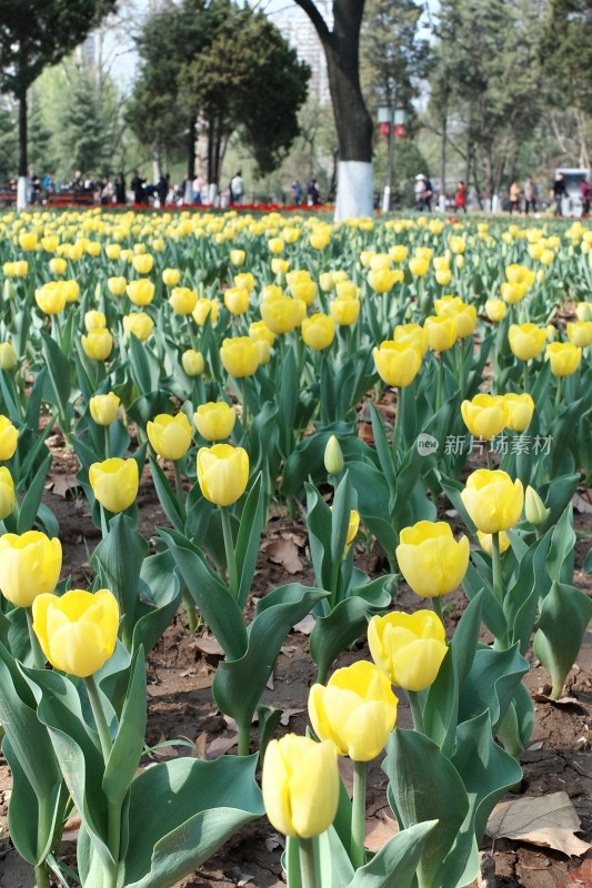 兴庆宫公园中盛开的黄色郁金香花田