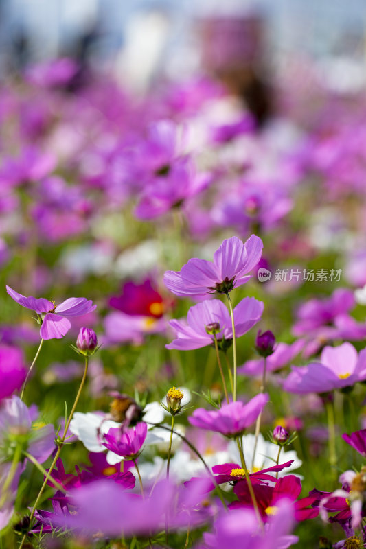 春天里盛开的格桑花