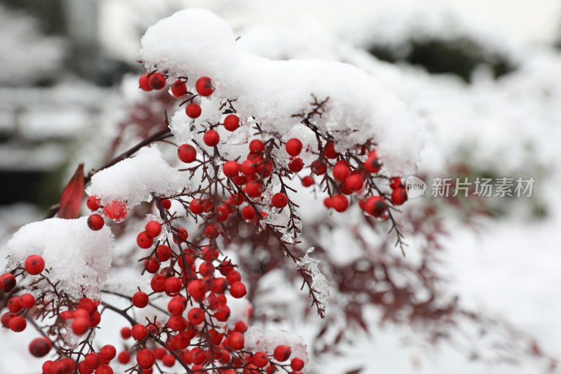 大雪里的红色南天竹