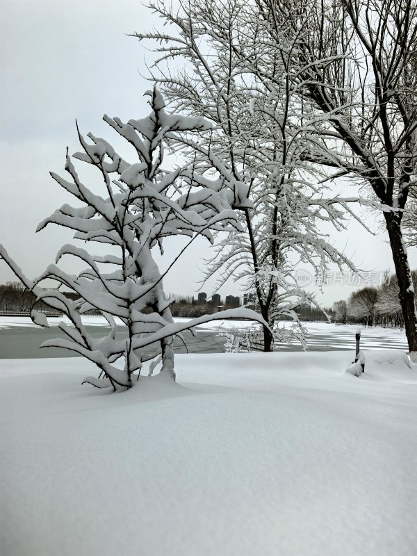 白雪覆盖树木的冬日户外雪景