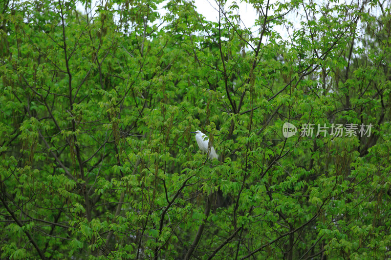 成都江安河树上栖息的白鹭