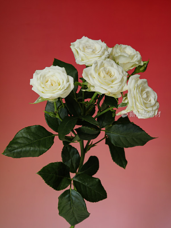 粉色背景上的一束白色玫瑰花