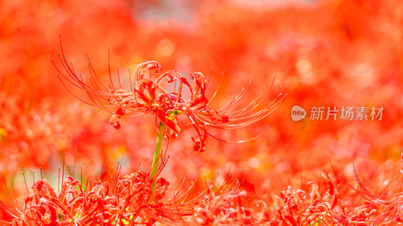 彼岸花的特写