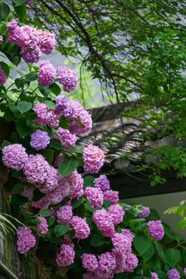 雨天清新植物特写