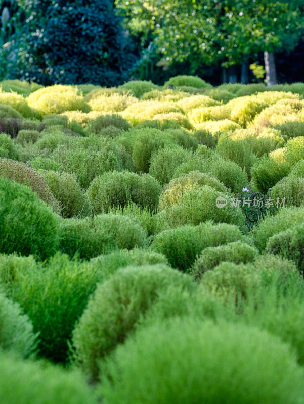 地肤草景色