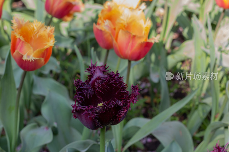 杭州太子湾多彩郁金香花海景观