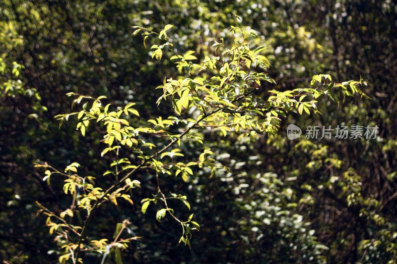 树木叶子植物风景背景自然户外