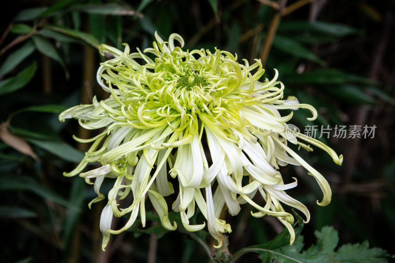 轻盈飘逸卷曲的绿白色菊花特写