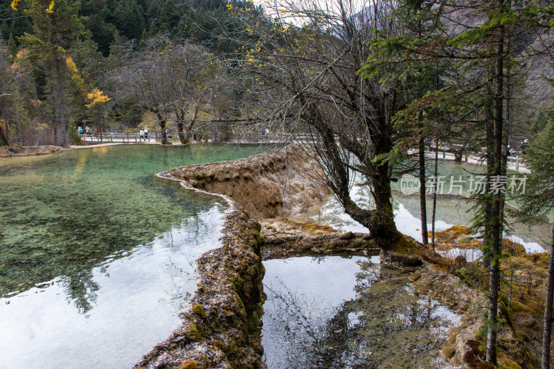 四川阿坝黄龙景区钙华彩池和冬日枯树