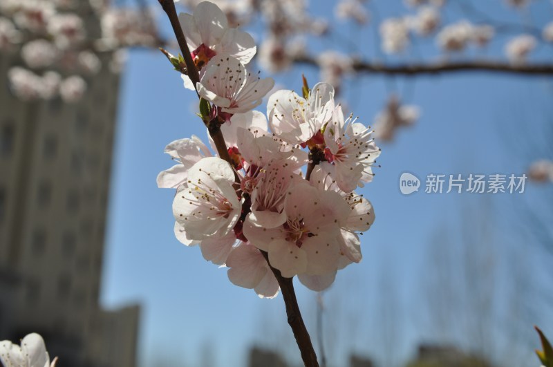 蓝天映衬下的盛开的粉色花枝