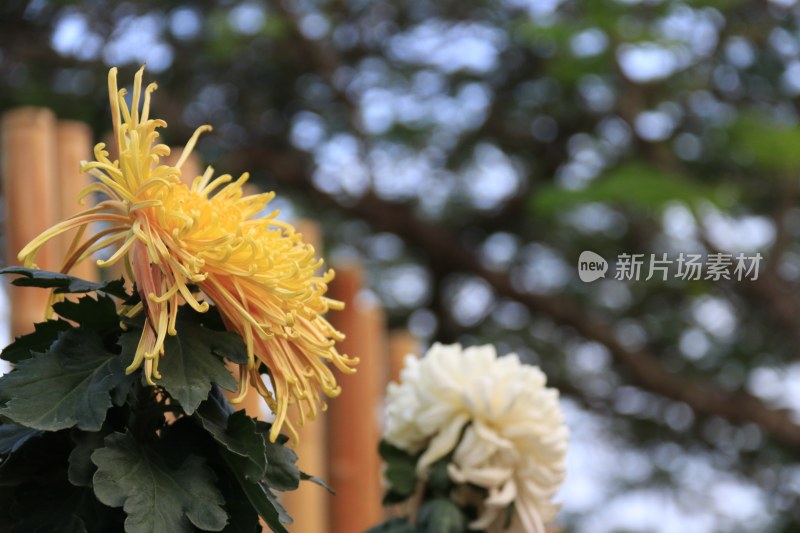 黄色菊花 金丝菊 丝状菊花 