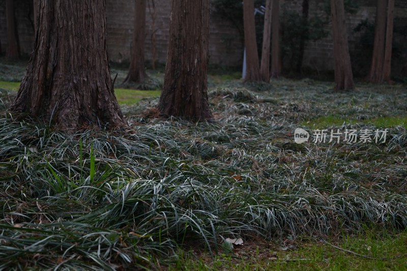 树林草地自然景观