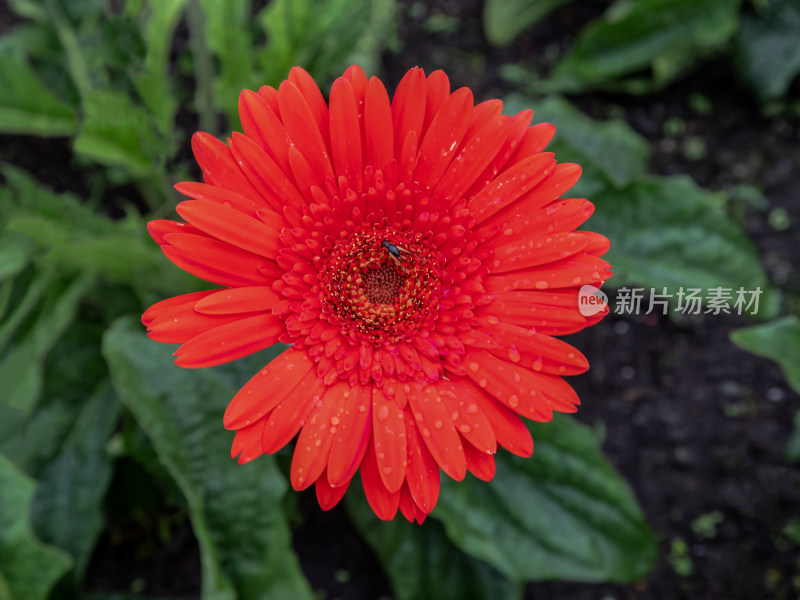 花，菊花，非洲菊，花朵，美丽的花