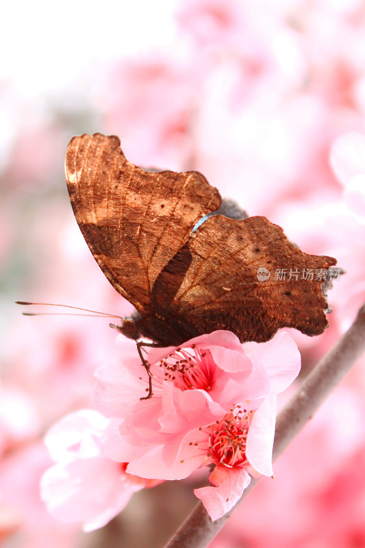 花朵蝴蝶