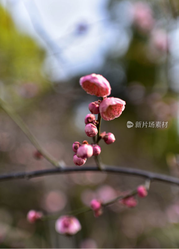 粉色梅花特写