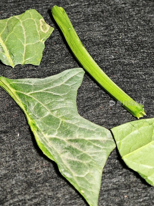 绿色植物叶片与茎特写