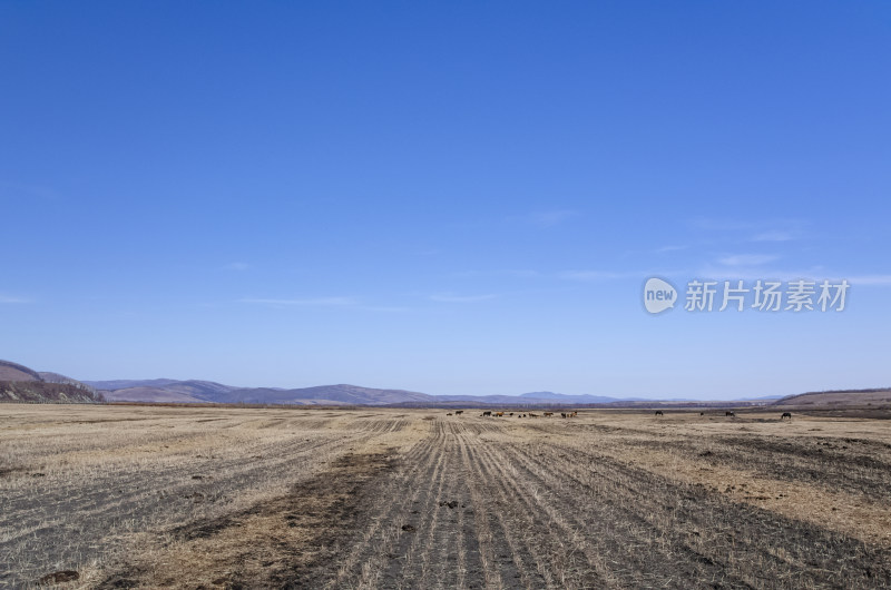 内蒙古呼伦贝尔临江屯草原牧场秋景