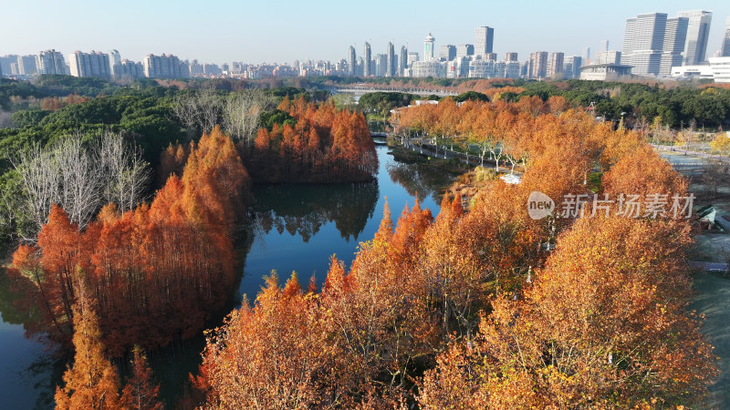 水上秋景 色彩斑斓的红杉林俯瞰图