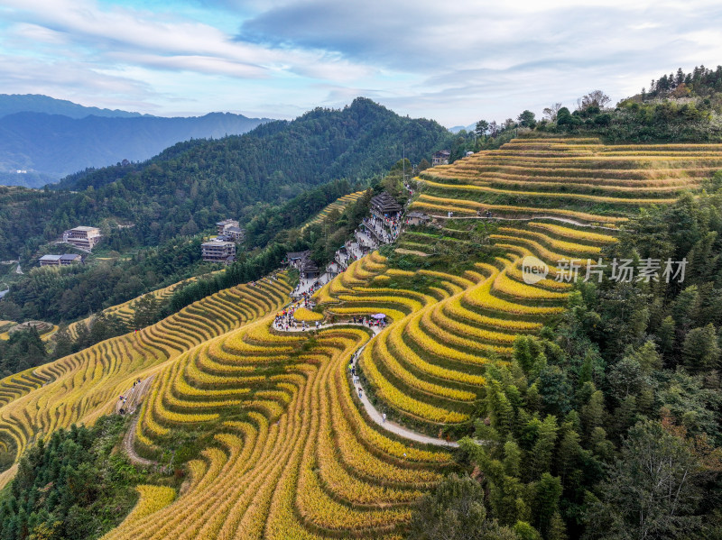 山间壮观的金黄色梯田风景