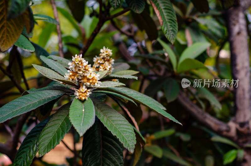 枇杷花叶特写