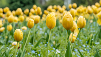 春天的郁金香花海