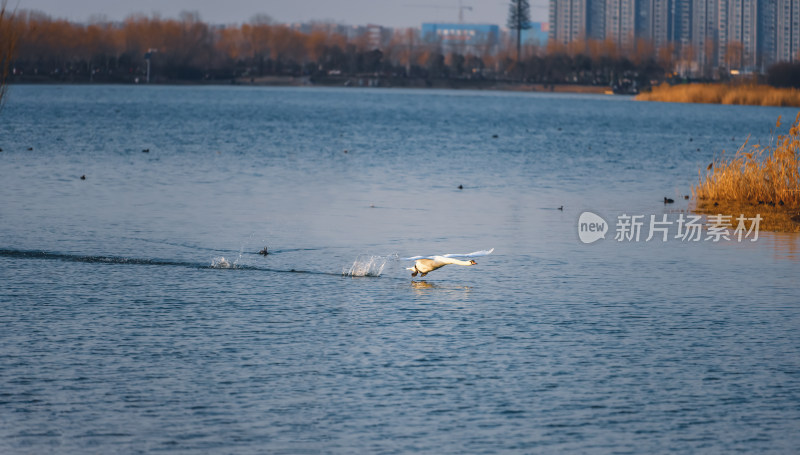 郑州北龙湖湿地公园飞翔的黑疣鼻天鹅