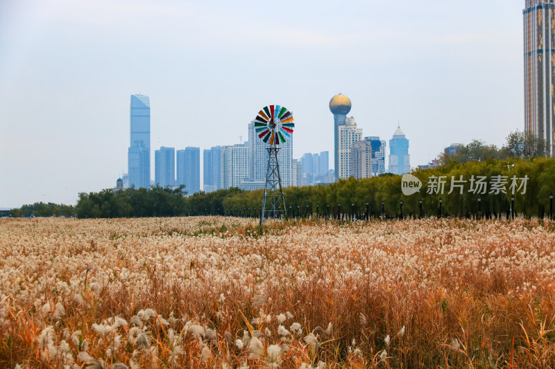 武汉汉口江滩芦苇荡 冬日景象