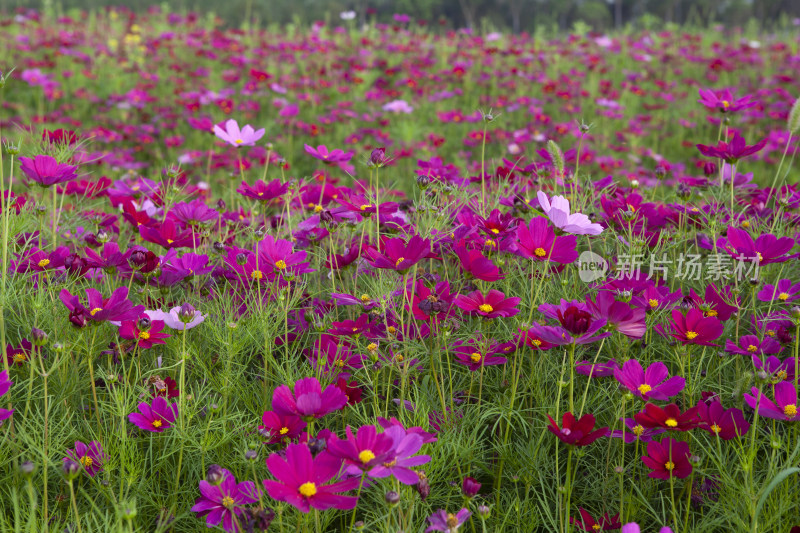 虞美人秋英花 花海 蜜蜂