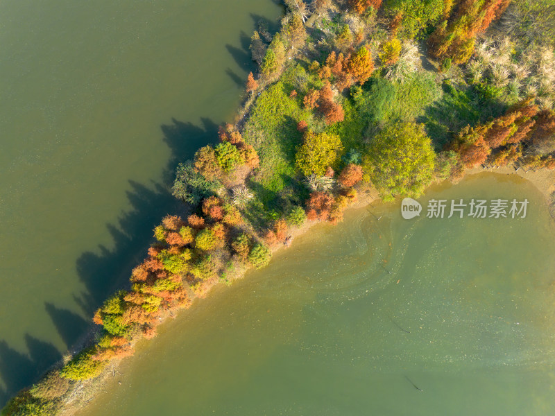 福州多彩树林沿水域分布的自然风景航拍