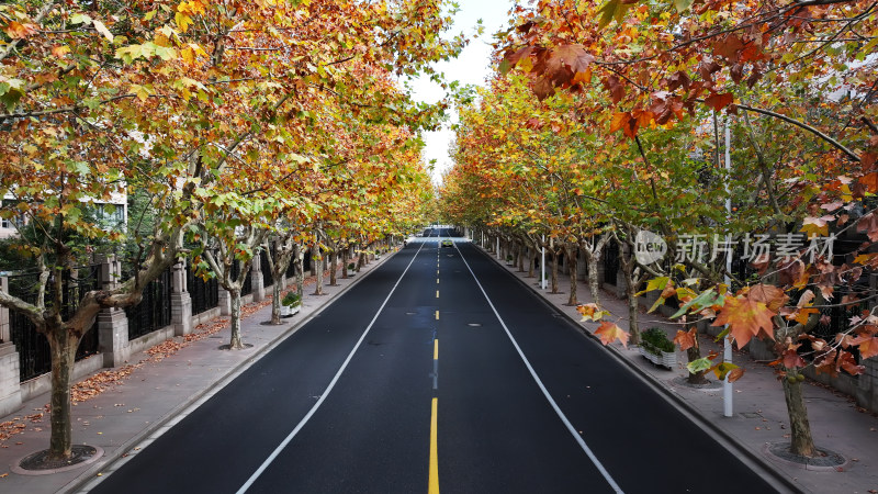 秋景中道路的航拍画面