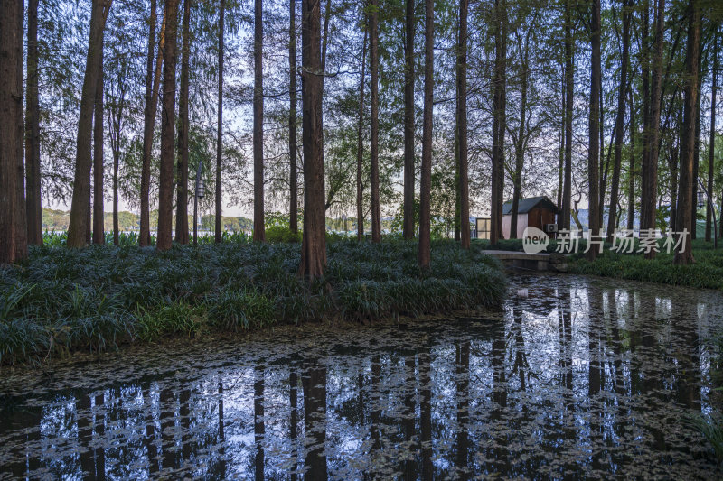 杭州西湖风景区曲院风荷风景