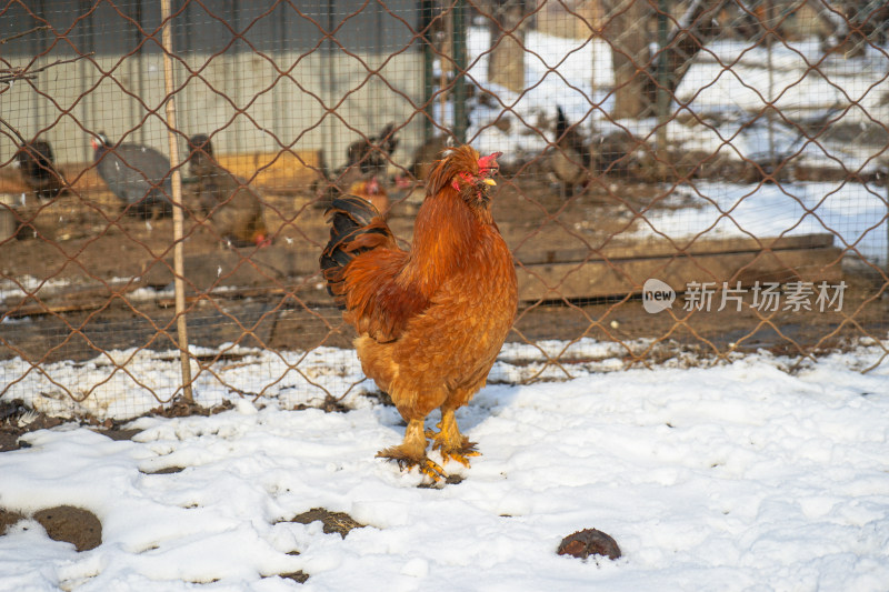 雪地上的鸡