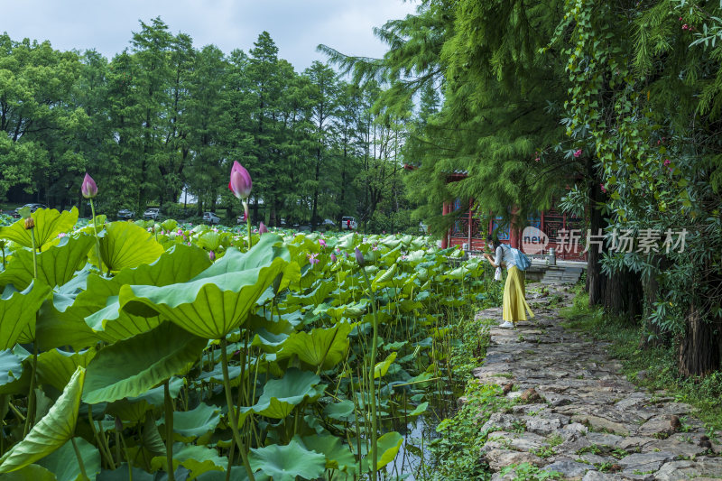 武汉东湖磨山景区盆景园