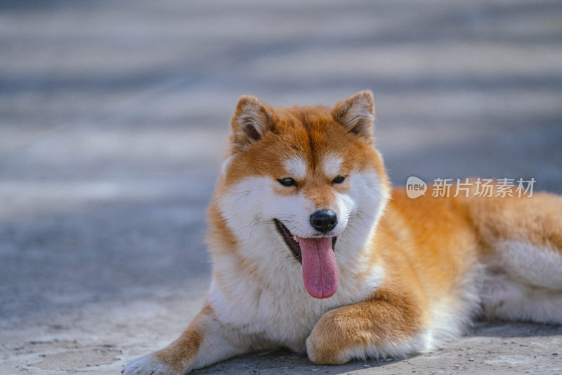 趴在地上吐舌的柴犬