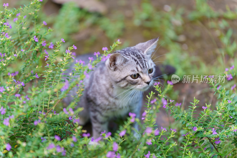 草丛中的灰色条纹小猫