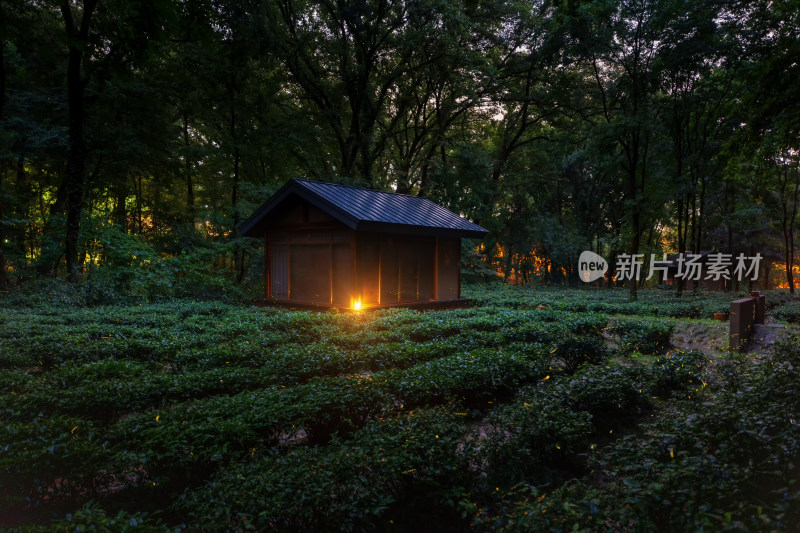 南京中山陵茶园夏季夜晚萤火虫