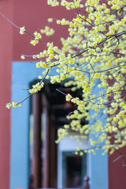 杭州钱王祠梅花与古建筑