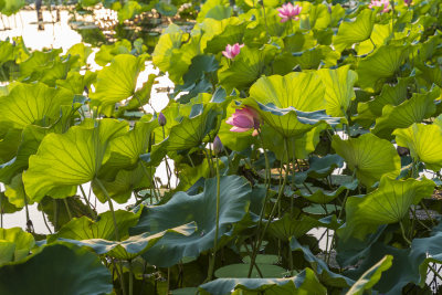 杭州西湖风景区曲院风荷荷花风景