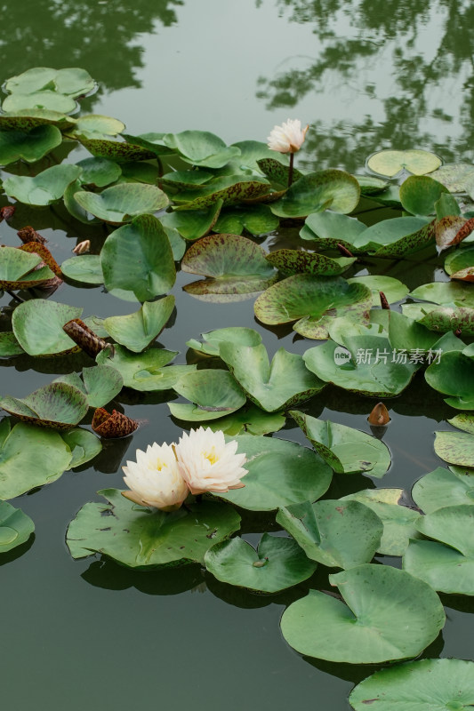 北京国家植物园睡莲