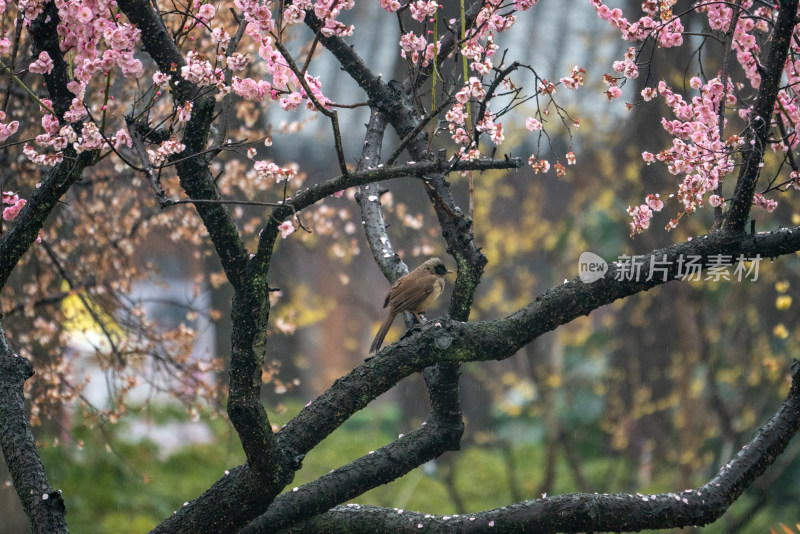 东湖梅园梅花春雨下的报春鸟
