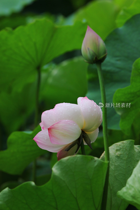 雨后清新的荷花上的水滴