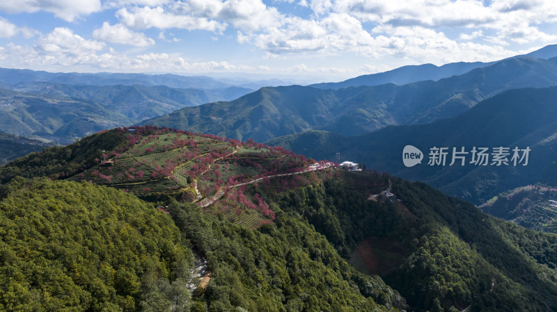 大理无量山樱花谷