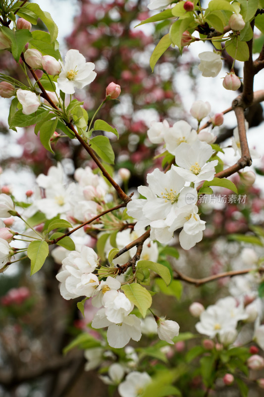 北京元大都公园海堂节海棠