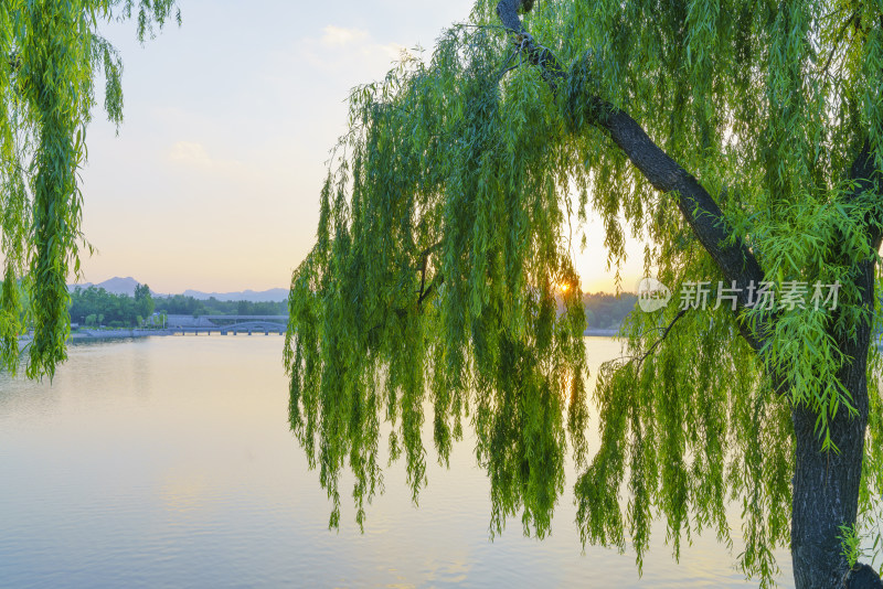 湖边翠柳春天风景