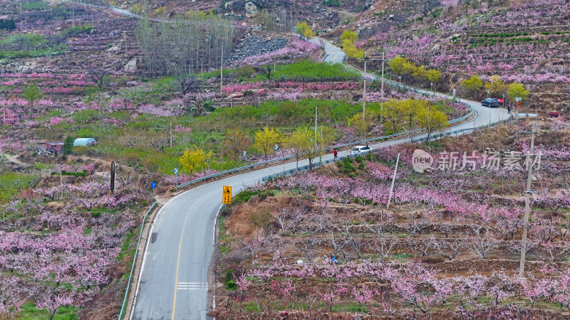 航拍费县桃花