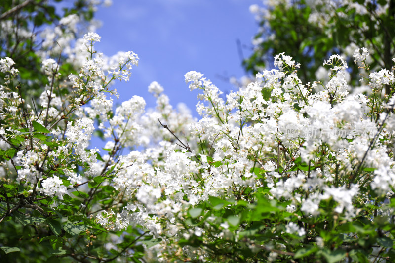 白色丁香花